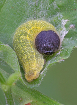 Hoary Edge caterpillar